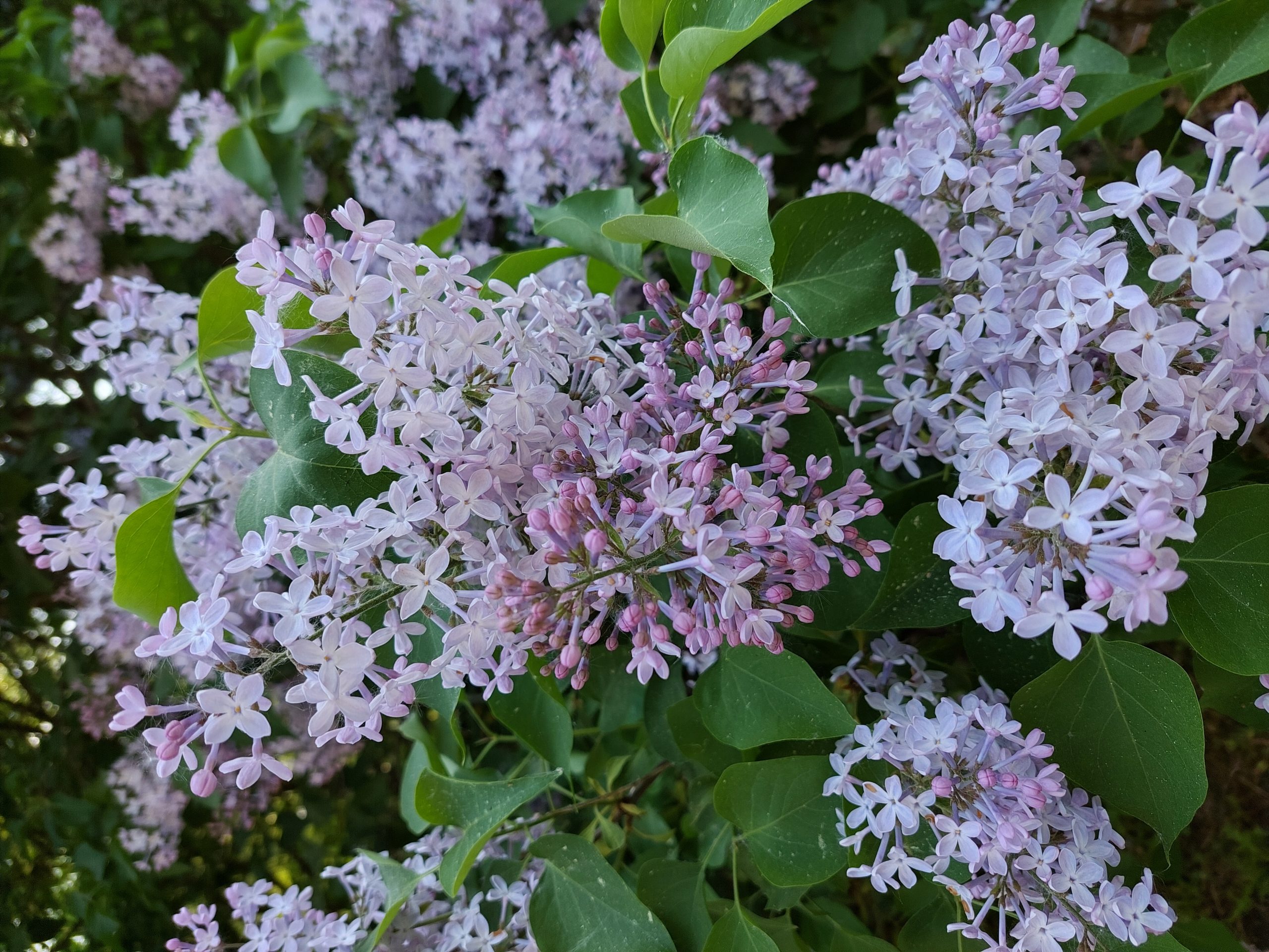 Kuulumisia eduskunnasta vko 22/2024