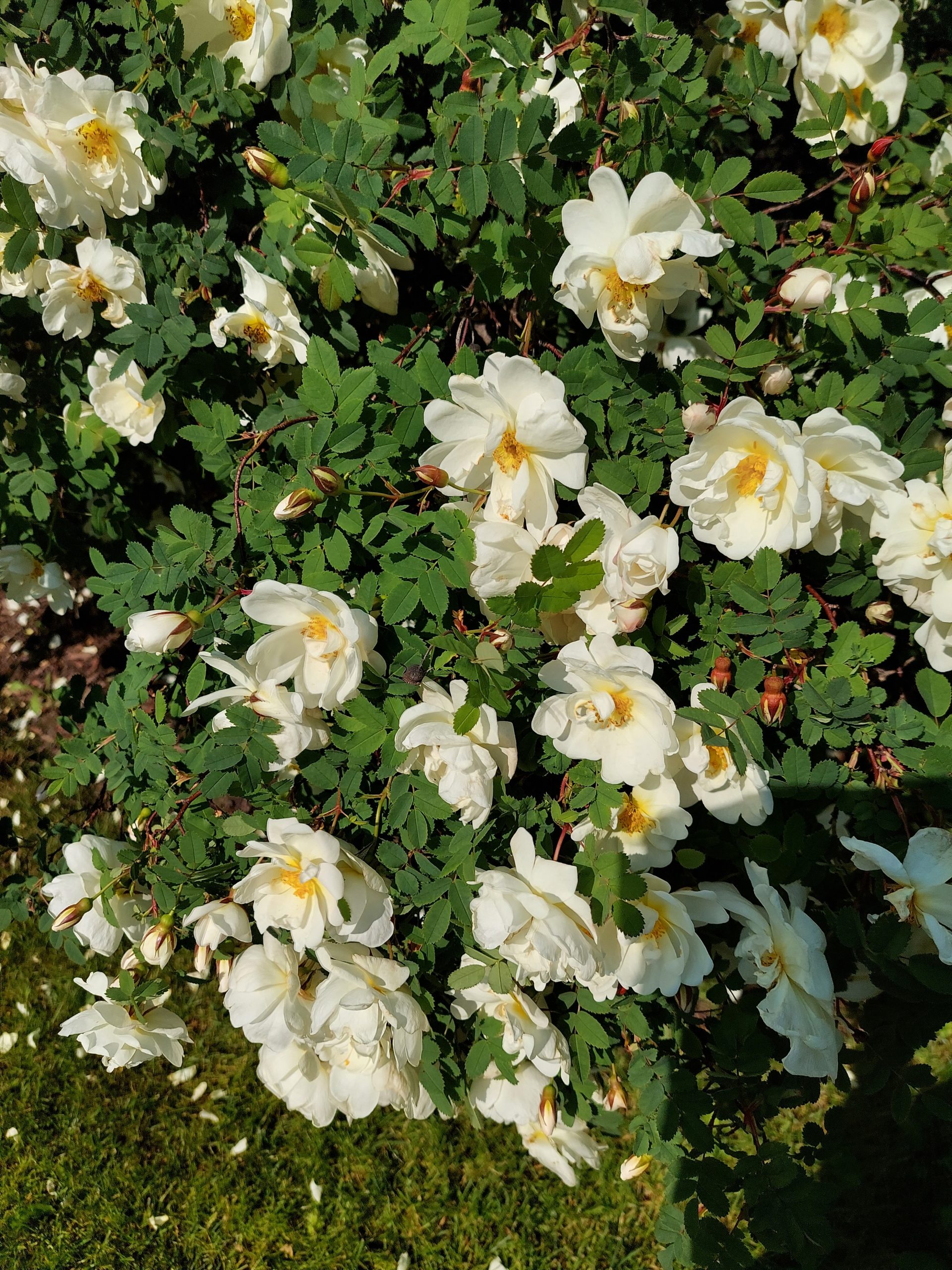 Kuulumisia eduskunnasta vko 25/2024