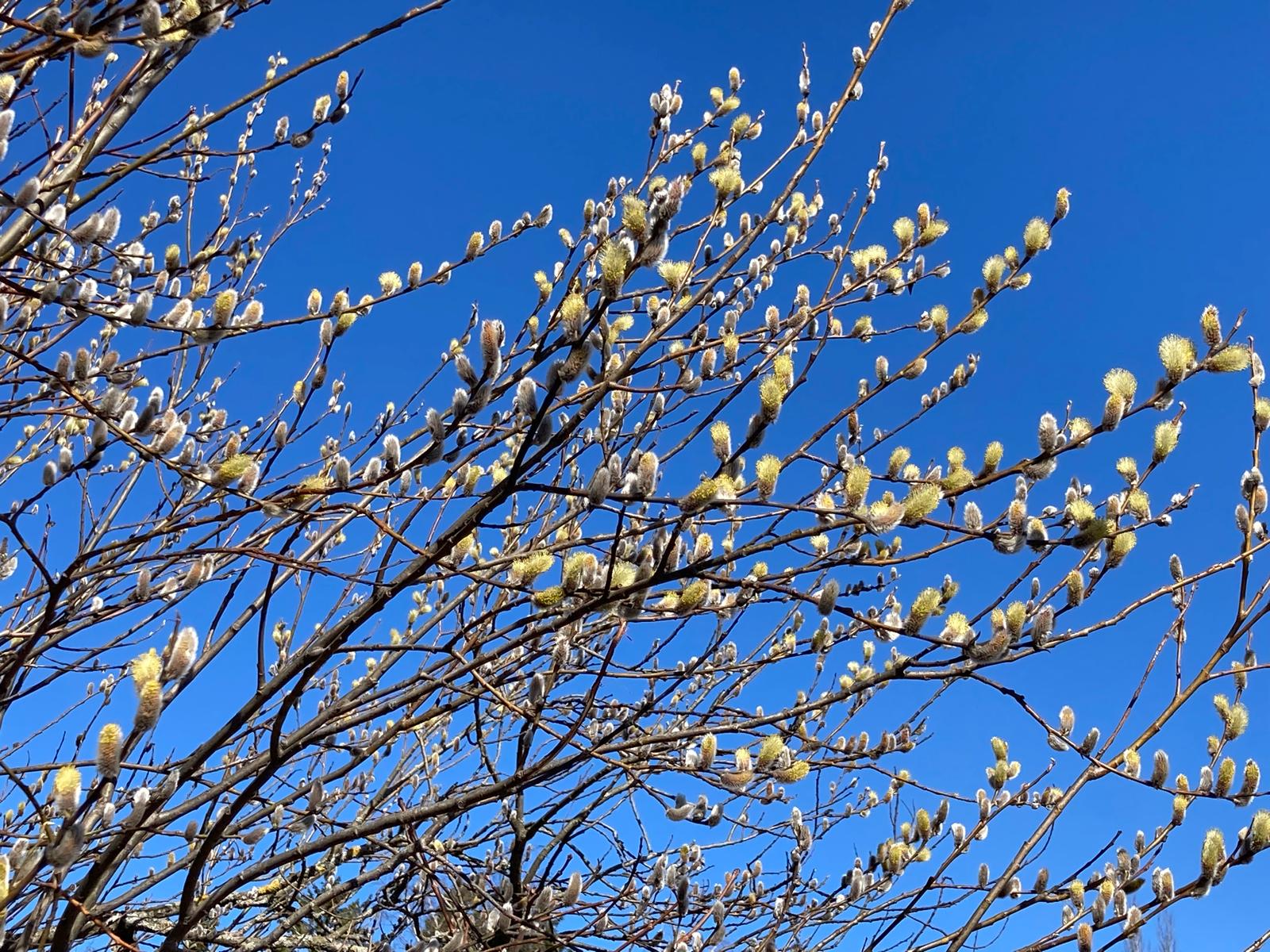 Kuulumisia eduskunnasta 15/2025